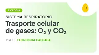 Trasporte celular de gases: O2 y CO2 | Biología | Sistema Respiratorio | V4 | Egg Educación