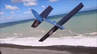 Buzz at the Beach