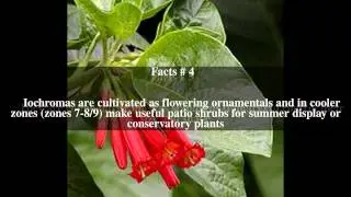 Iochroma Top # 8 Facts