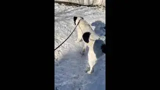 a day in the life of the puppies :D