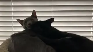There&rsquo;s something on your face! (=^.^=) #cats #bondedpair #aww