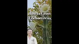 How to Pollinate Trichocereus Cactus Flowers | Creating Hybrid Cacti Step-by-Step 🌵