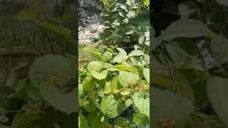 Falsa plant flowering