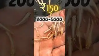 cheapest fish market