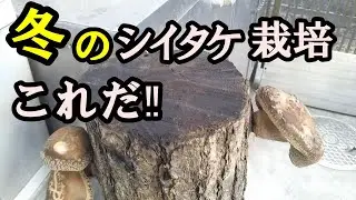 【冬が旬・原木シイタケ栽培】浸水～芽出し収穫【一般家庭栽培】(西日本版）　家庭栽培しいたけ歴36年‼