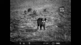 Pulsar F455 wildboar with frisling
