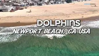 4K Drone Video of Dolphins at Newport Beach | California Coast