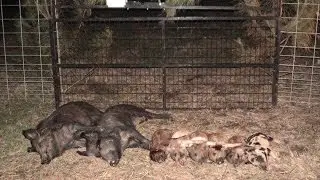 JAGER PRO™ Hog Trapping (21)- Capture Success Matrix™ Efficiency