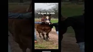 el agua de nido blinky bill #caballos #horse #humor #comedy #storybots monster rancher