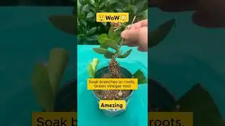 🔴Root stimulation recipe easy to make at home gardeninggoals gardeningistherapy #shorts #shortvideo