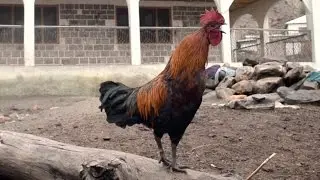 The famous cock of Askole. Braldu Valley, Pakistan.