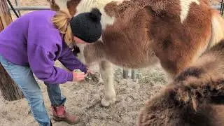 Gypsy Vanner haflinger cross Filly for sale