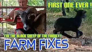 First black sheep born in 40 years and working on the loading chute/corral 
