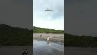 Mandwa beach | alibag kokan #shorts #couplevideo #kokan #alibag #travel