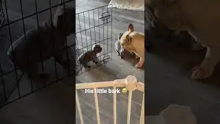 Talking back to Dad #youtubeshorts #frenchbulldogs #puppy #shorts