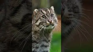 It's Fishing cat awareness month! Meet our Fishing cat Aquarius 😻 #shorts