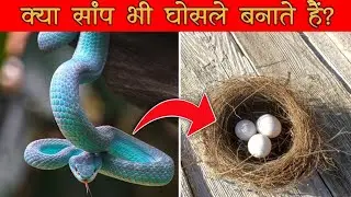 5 Amazing facts about snakes|facts about snakes|#shorts#backtobasics#facts