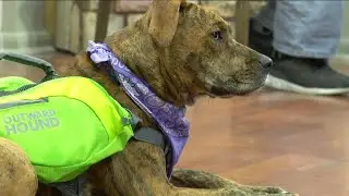 Workout Wednesday:  Fido Fit Club