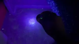 Black Light Pet Stain Inspection Carpet Cleaning in Mesa, AZ | The Grand Steam TV✨