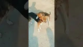 #viral #funny #dog #cutepuppy #video #cute #ytshorts #shorts #bhojpuri #song