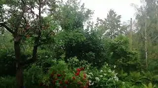 Дождь. 20220707