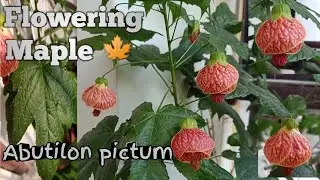 Abutilon pictum care| flowering maple| Indian mallow| fertiliser | watering| sunlight|