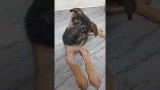 Rollo The GSD Reaction😍 | Dog love  #shorts #trending
