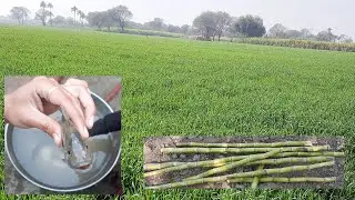 Bacho Ki Moj Masti Sy Hi Hy Humari Zendagi