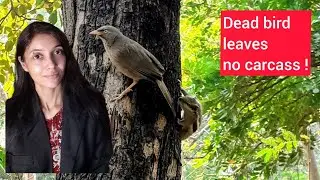 Mystery Of A Dead Bird! What Birds Teach Us?🐦#Motivation#Spirituality#Philosophy