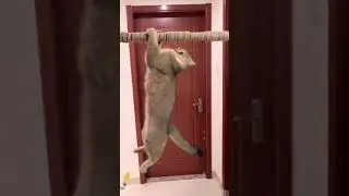 cats taking revenge on dogs by training hard😄😆