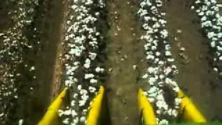 Costa Rica Picking Cotton 2011
