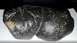 3 Megalodon Coprolite Specimens