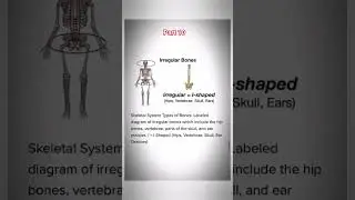 irregular bones part 10 #studywithvani #anatomy #share #shorts #viralreels