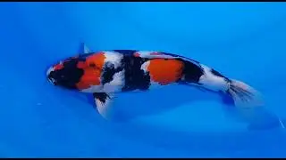 koihaus showa #japankoi #koi #koifish #fish #nisai