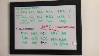 Module #5 Amino Acids and Single Point Mutations