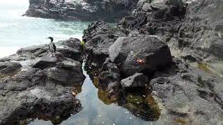 Life At Land's End - Feb. 2023 - Cormorant And Grapsus Grapsus On The Crab Coast.