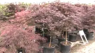 Great Garden Gift Ideas for Mom!