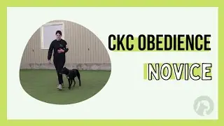 CKC Obedience Novice - Enzo Leg 1 Score 186.5