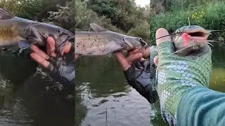 INCREDIBLE Catfish Moments - Including 22