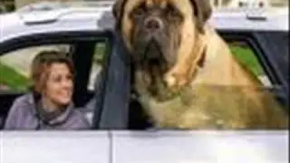Kid Rock- I'm a Dog