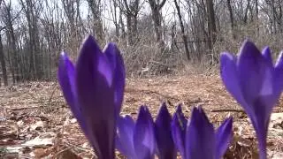 Crocus Ascendant: Winter Croaks - Rock & Roll Spring Arrival - DC photographer music video