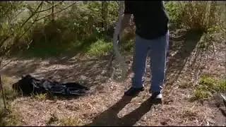 good size tiger