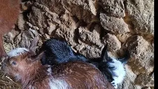 Me encuentro con dos corzos en la finca, mirar qué chulo