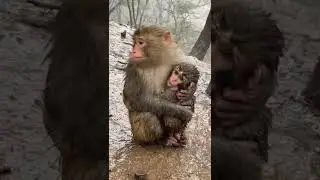 wild monkey in the rain#shorts