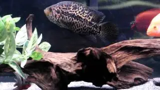 Parachromis Managuensis, Jaguar Cichlid, Aztec Cichlid, Red Devil