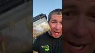 Grasshopper catching part 2 #grasshopper #chicken #shorts