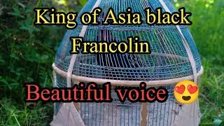 King of Asia black Francolin beautiful voice kaaly teetar ki awaz 