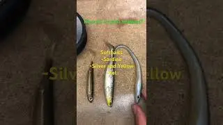Ideal seabass rig for beginners! #fishing #netherlands
