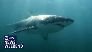 To change perceptions of sharks, swimmer Lewis Pugh takes the plunge at Martha&rsquo;s Vineyard