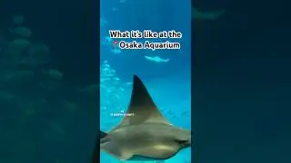 Are you thinking about visiting the Osaka Aquarium Kaiyukan? 🐳 #japantravelguide